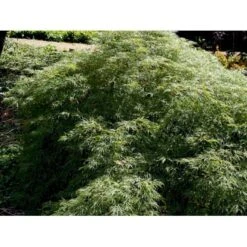 Japansk Dværgahorn Acer Palmatum Dissectum Potte 10 Liter 40-50 Cm. -Osmoz Naturens Butik mi2889 acer palmatum dissectum 0a86