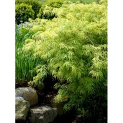 Japansk Dværgahorn Acer Palmatum Dissectum Potte 10 Liter 40-50 Cm. -Osmoz Naturens Butik mi2889 acer palmatum dissectum 2657