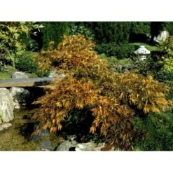 Japansk Dværgahorn Acer Palmatum Dissectum Potte 10 Liter 40-50 Cm. -Osmoz Naturens Butik mi2889 acer palmatum dissectum 39f2