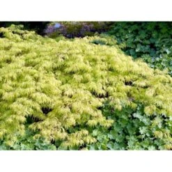 Japansk Dværgahorn Acer Palmatum Dissectum Potte 10 Liter 40-50 Cm. -Osmoz Naturens Butik mi2889 acer palmatum dissectum ab3a