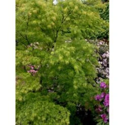 Japansk Dværgahorn Acer Palmatum Dissectum Potte 10 Liter 40-50 Cm. -Osmoz Naturens Butik mi2889 acer palmatum dissectum b23a