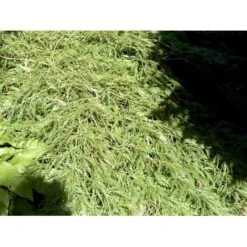 Japansk Dværgahorn Acer Palmatum Dissectum Potte 10 Liter 40-50 Cm. -Osmoz Naturens Butik mi2889 acer palmatum dissectum c564