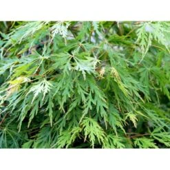 Japansk Dværgahorn Acer Palmatum Dissectum Potte 10 Liter 40-50 Cm. -Osmoz Naturens Butik mi2889 acer palmatum dissectum f8df
