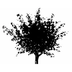 Japansk Ahorn Acer Palmatum Med Klump,- 150-175 Cm. -Osmoz Naturens Butik mi2892 acer palmatum 2055