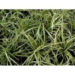 Star 'Evergold' Carex Oshimensis 'Evergold' Potte 2 Liter. -Osmoz Naturens Butik mi2991 carex oshimensis evergold 3782