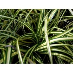 Star 'Evergold' Carex Oshimensis 'Evergold' Potte 2 Liter. -Osmoz Naturens Butik mi2991 carex oshimensis evergold 477d