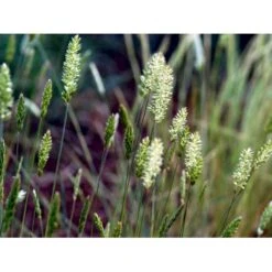 Klitkambunke Koeleria Glauca Potte 2,0 Liter,- 25-30 Cm. -Osmoz Naturens Butik mi2993 koeleria glauca 4413