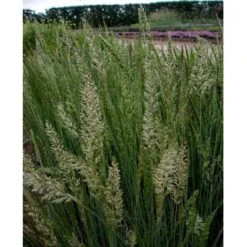 Klitkambunke Koeleria Glauca Potte 2,0 Liter,- 25-30 Cm. -Osmoz Naturens Butik mi2993 koeleria glauca 6d19