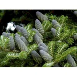 Korea-gran Abies Koreana Barrods,- 3 års (2/1) 12-25 Cm. -Osmoz Naturens Butik mi29 abies koreana froe 55f1