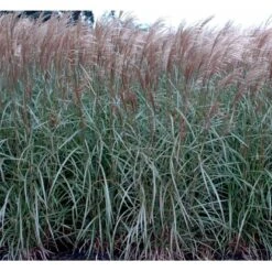 Lav Elefantgræs 'Dronning Ingrid' Miscanthus Sinensis 'Dronning Ingrid' 3,0 Liter Potte -Osmoz Naturens Butik mi3000 miscanthus sinensis dronning ingrid 0270