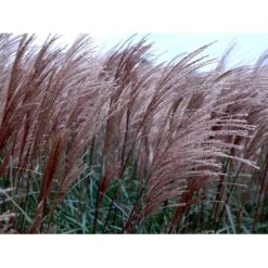 Lav Elefantgræs 'Dronning Ingrid' Miscanthus Sinensis 'Dronning Ingrid' 3,0 Liter Potte -Osmoz Naturens Butik mi3000 miscanthus sinensis dronning ingrid ab64