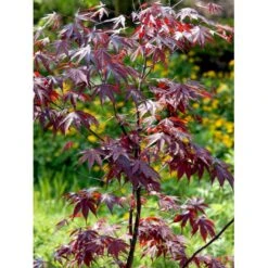 Japansk Ahorn 'Bloodgood' Acer Palmatum 'Bloodgood' Potte 10 Liter,- 60-80 Cm. -Osmoz Naturens Butik mi3001 acer palmatum bloodgood 047a