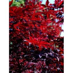 Japansk Ahorn 'Bloodgood' Acer Palmatum 'Bloodgood' Potte 10 Liter,- 60-80 Cm. -Osmoz Naturens Butik mi3001 acer palmatum bloodgood 25f2