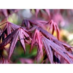 Japansk Ahorn 'Bloodgood' Acer Palmatum 'Bloodgood' Potte 10 Liter,- 60-80 Cm. -Osmoz Naturens Butik mi3001 acer palmatum bloodgood 3a3b