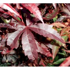 Japansk Ahorn 'Bloodgood' Acer Palmatum 'Bloodgood' Potte 10 Liter,- 60-80 Cm. -Osmoz Naturens Butik mi3001 acer palmatum bloodgood df9b