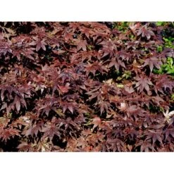 Japansk Ahorn 'Bloodgood' Acer Palmatum 'Bloodgood' Potte 10 Liter,- 60-80 Cm. -Osmoz Naturens Butik mi3001 acer palmatum bloodgood e4ce
