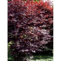 Japansk Ahorn 'Bloodgood' Acer Palmatum 'Bloodgood' Potte 10 Liter,- 60-80 Cm. -Osmoz Naturens Butik mi3001 acer palmatum bloodgood f8c0