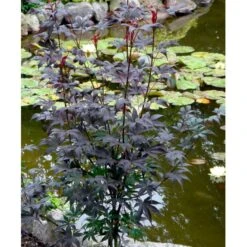 Japansk Ahorn 'Bloodgood' Acer Palmatum 'Bloodgood' Potte 10 Liter,- 60-80 Cm. -Osmoz Naturens Butik mi3001 acer palmatum bloodgood ff99