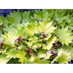 Viftebladet Løn Acer Shirasawanum 'Aureum' Potte 4,0 Liter,- 30-40 Cm. -Osmoz Naturens Butik mi3002 acer shirasawanum aureum 031f
