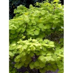 Viftebladet Løn Acer Shirasawanum 'Aureum' Potte 4,0 Liter,- 30-40 Cm. -Osmoz Naturens Butik mi3002 acer shirasawanum aureum 692c