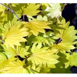 Viftebladet Løn Acer Shirasawanum 'Aureum' Potte 4,0 Liter,- 30-40 Cm. -Osmoz Naturens Butik mi3002 acer shirasawanum aureum 8d5f