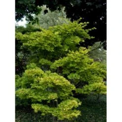 Viftebladet Løn Acer Shirasawanum 'Aureum' Potte 4,0 Liter,- 30-40 Cm. -Osmoz Naturens Butik mi3002 acer shirasawanum aureum 9cd3