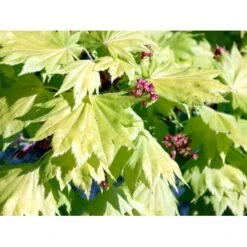 Viftebladet Løn Acer Shirasawanum 'Aureum' Potte 4,0 Liter,- 30-40 Cm. -Osmoz Naturens Butik mi3002 acer shirasawanum aureum abbb