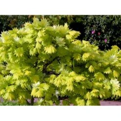 Viftebladet Løn Acer Shirasawanum 'Aureum' Potte 4,0 Liter,- 30-40 Cm. -Osmoz Naturens Butik mi3002 acer shirasawanum aureum ee67