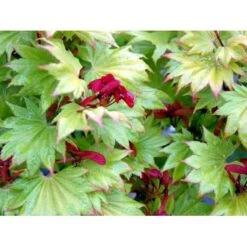 Viftebladet Løn Acer Shirasawanum 'Aureum' Potte 4,0 Liter,- 30-40 Cm. -Osmoz Naturens Butik mi3002 acer shirasawanum aureum fa7a