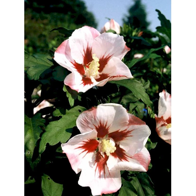 Syrisk Rose 'Hamabo' Hibiscus Syriacus 'Hamabo' Potte 2,0 Liter,- 30-40 Cm. 5 Syrisk Rose 'Hamabo' Hibiscus Syriacus 'Hamabo' Potte 2,0 Liter,- 30-40 Cm. - Billede 3