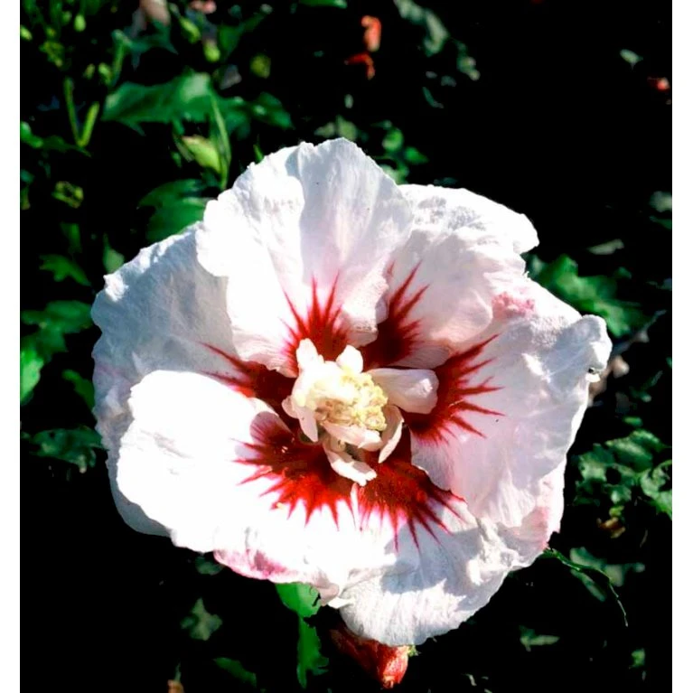 Syrisk Rose 'Helene' Hibiscus Syriacus 'Helene' Potte 4,0 Liter,- 50-60 Cm. 5 Syrisk Rose 'Helene' Hibiscus Syriacus 'Helene' Potte 4,0 Liter,- 50-60 Cm. - Billede 3