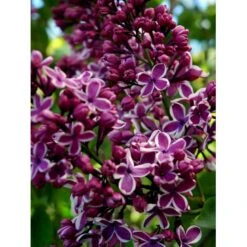 'Sensation' Syringa Vul. 'Sensation' (storblomstrende) Med Klump,- 125-150 Cm. -Osmoz Naturens Butik mi3025 syringa vulgaris sensation 1630