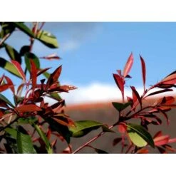 Glansmispel 'Red Robin' Photinia Fraseri 'Red Robin' Potte 2,0 Liter,- 30-40 Cm. -Osmoz Naturens Butik mi3043 photinia fraseri red robin 4a5c