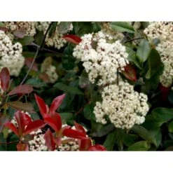 Glansmispel 'Red Robin' Photinia Fraseri 'Red Robin' Potte 2,0 Liter,- 30-40 Cm. -Osmoz Naturens Butik mi3043 photinia fraseri red robin 8126