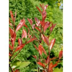 Glansmispel 'Red Robin' Photinia Fraseri 'Red Robin' Potte 2,0 Liter,- 30-40 Cm. -Osmoz Naturens Butik mi3043 photinia fraseri red robin b884
