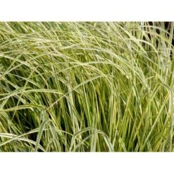 Rørhvene 'Overdam' Calamagrostis Acutiflora 'Overdam' 1 Liter Potte 14 Rørhvene 'Overdam' Calamagrostis Acutiflora 'Overdam' 1 Liter Potte -Osmoz Naturens Butik mi3089 calamagrostis acutiflora overdam 0563