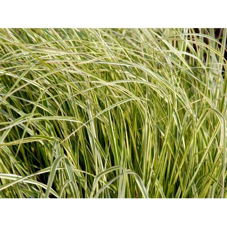 Rørhvene 'Overdam' Calamagrostis Acutiflora 'Overdam' 1 Liter Potte 8 Rørhvene 'Overdam' Calamagrostis Acutiflora 'Overdam' 1 Liter Potte - Billede 6