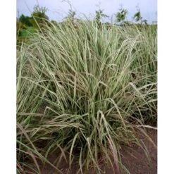 Rørhvene 'Overdam' Calamagrostis Acutiflora 'Overdam' 1 Liter Potte 12 Rørhvene 'Overdam' Calamagrostis Acutiflora 'Overdam' 1 Liter Potte -Osmoz Naturens Butik mi3089 calamagrostis acutiflora overdam 3b96