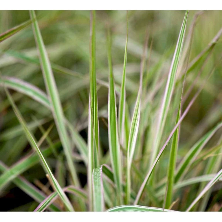 Rørhvene 'Overdam' Calamagrostis Acutiflora 'Overdam' 1 Liter Potte 3 Rørhvene 'Overdam' Calamagrostis Acutiflora 'Overdam' 1 Liter Potte