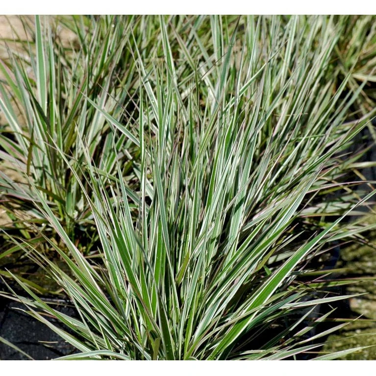 Rørhvene 'Overdam' Calamagrostis Acutiflora 'Overdam' 1 Liter Potte 5 Rørhvene 'Overdam' Calamagrostis Acutiflora 'Overdam' 1 Liter Potte - Billede 3