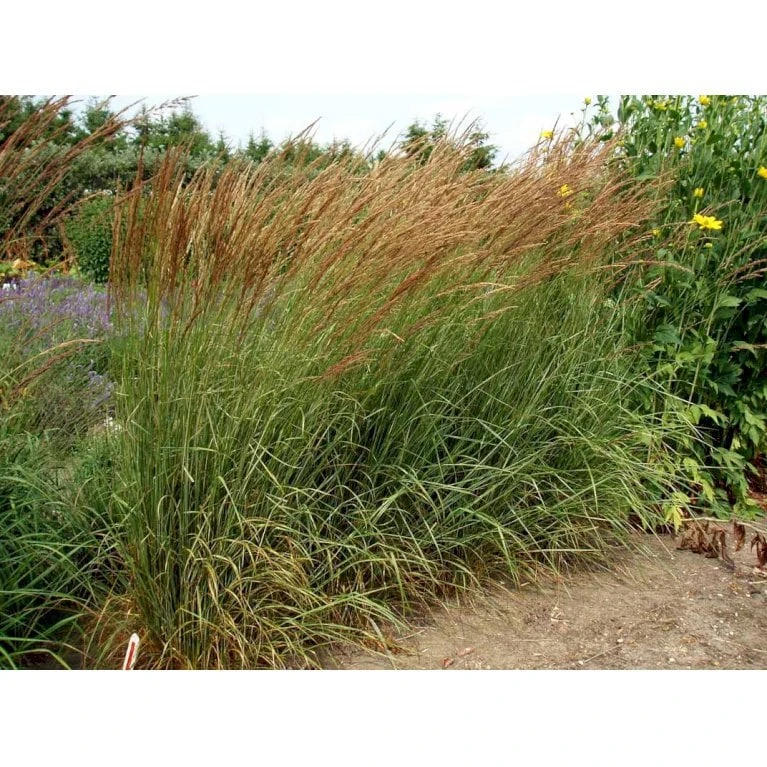 Rørhvene 'Overdam' Calamagrostis Acutiflora 'Overdam' 1 Liter Potte 7 Rørhvene 'Overdam' Calamagrostis Acutiflora 'Overdam' 1 Liter Potte - Billede 5
