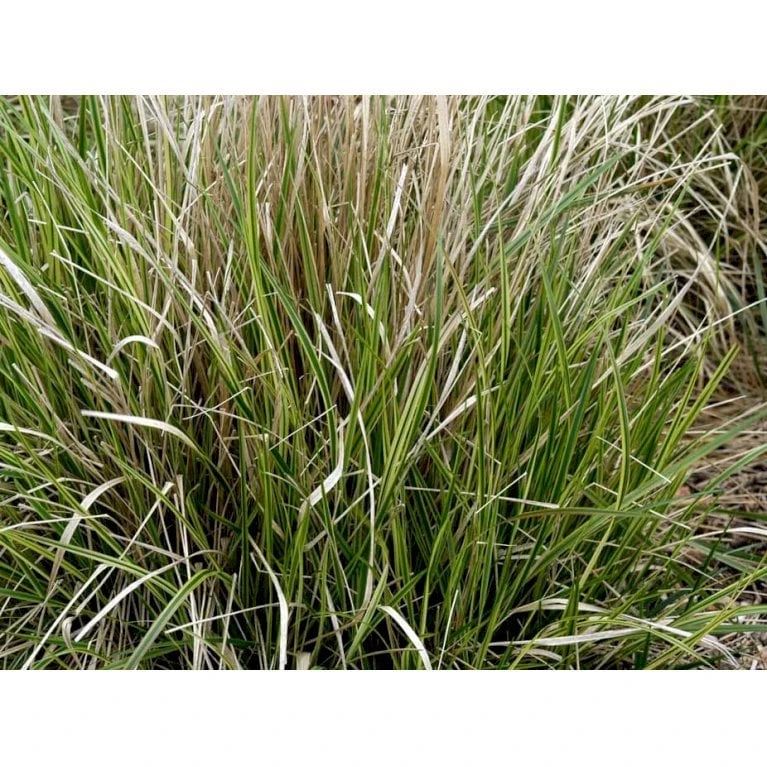 Rørhvene 'Overdam' Calamagrostis Acutiflora 'Overdam' 1 Liter Potte 9 Rørhvene 'Overdam' Calamagrostis Acutiflora 'Overdam' 1 Liter Potte - Billede 7