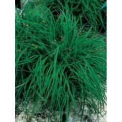 Star 'The Beatles' Carex Ornithopoda 'The Beatles' 1 Liter Potte -Osmoz Naturens Butik mi3090 carex caryophyllea the beatles 0c8a