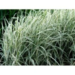 Stribet Elefantgræs 'Variegatus' Miscanthus Sinensis 'Variegatus' 3,0 Liter Potte -Osmoz Naturens Butik mi3092 miscanthus sinensis variegatus ac8e