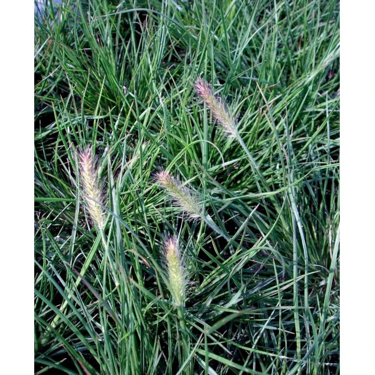 Lampepudsergræs 'Little Bunny' Pennisetum Alopecuroides 'Little Bunny' Potte 2 Liter. 5 Lampepudsergræs 'Little Bunny' Pennisetum Alopecuroides 'Little Bunny' Potte 2 Liter. - Billede 3