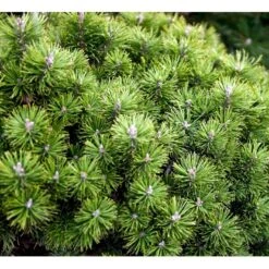 Bjergfyr 'Mops' Pinus Mugo 'Mops'(dværgform) Potte 5,0 Liter,- 25-30 Cm. 10 Bjergfyr 'Mops' Pinus Mugo 'Mops'(dværgform) Potte 5,0 Liter,- 25-30 Cm. -Osmoz Naturens Butik mi3115 pinus mugo mops 09e8