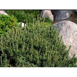 Bjergfyr 'Mops' Pinus Mugo 'Mops'(dværgform) Potte 5,0 Liter,- 25-30 Cm. 12 Bjergfyr 'Mops' Pinus Mugo 'Mops'(dværgform) Potte 5,0 Liter,- 25-30 Cm. -Osmoz Naturens Butik mi3115 pinus mugo mops 2393