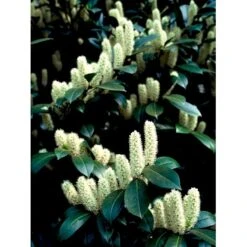 Kirsebærlaurbær 'Van Nes' Prunus Laurocerasus 'Van Nes' Med Klump,- 30-40 Cm. -Osmoz Naturens Butik mi3120 prunus laurocerasus caucasica 0caa