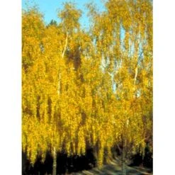 Vortebirk Betula Pendula Heister 175-200 Cm. Med Potte -Osmoz Naturens Butik mi331 betula pendula 4ec5