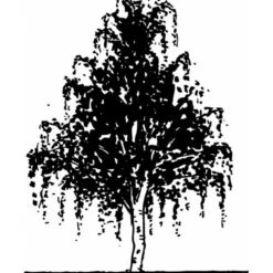 Vortebirk Betula Pendula Heister 175-200 Cm. Med Potte -Osmoz Naturens Butik mi331 betula pendula b86b